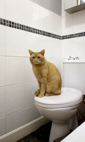 Can we have a cat photo thread ? I’m thinking of getting a cat 