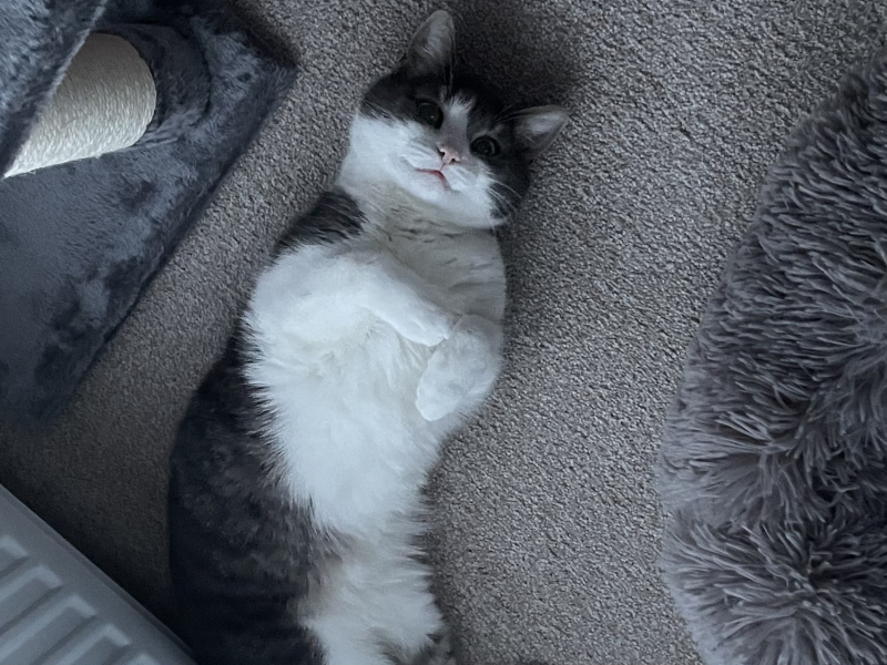 Can we have a cat photo thread ? I’m thinking of getting a cat 