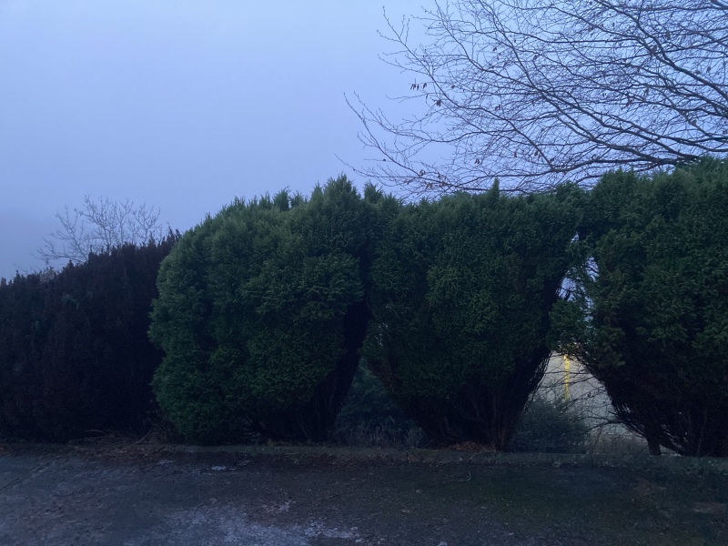 New Year's Gardening Plans Resolutions?