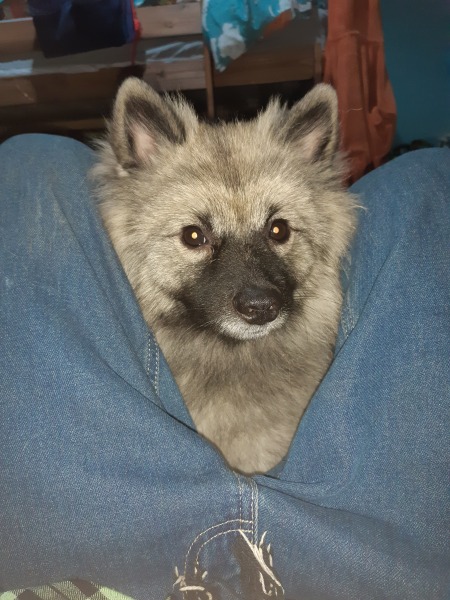 Anyone want to show me a photo of their dog ? 