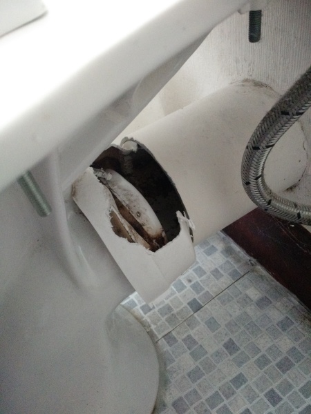 Rats entering toilet