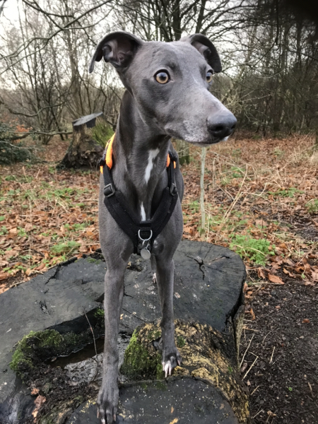 I have an appointment to view a greyhound today at the animal sanctuary. Wish me luck.