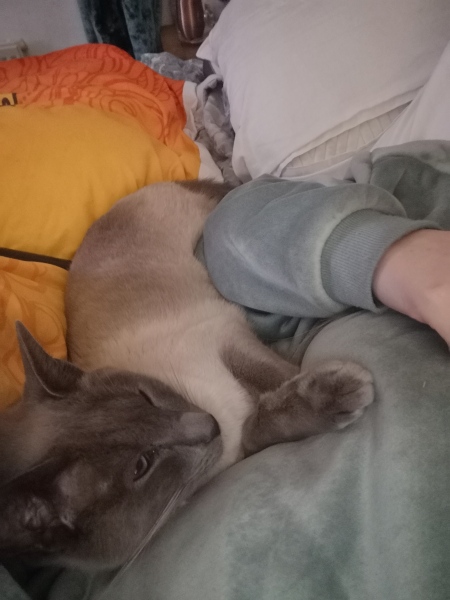 Can we have a cat photo thread ? I’m thinking of getting a cat 