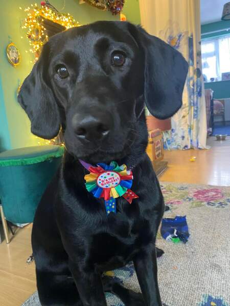 Anyone want to show me a photo of their dog ? 