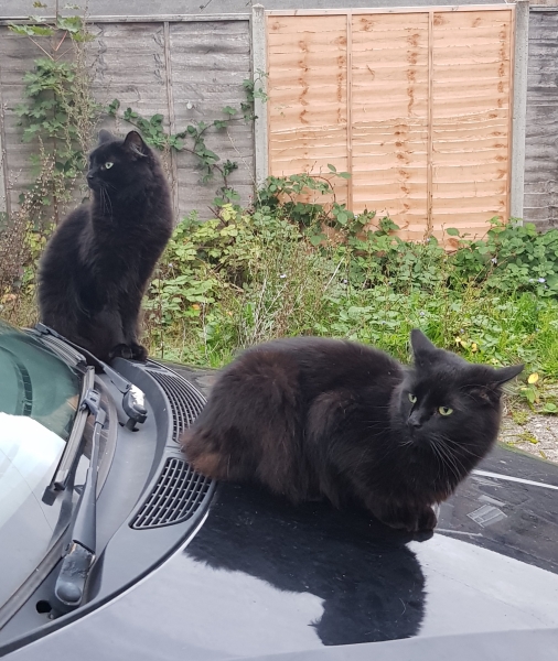 Can we have a cat photo thread ? I’m thinking of getting a cat 