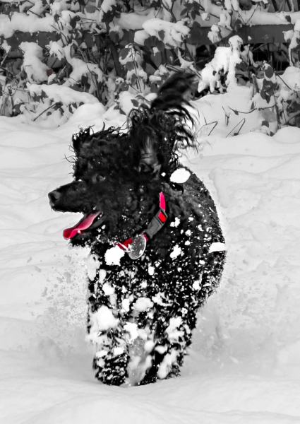 Anyone want to show me a photo of their dog ? 