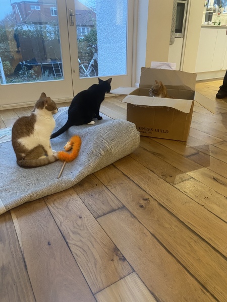 Show off your rescues!