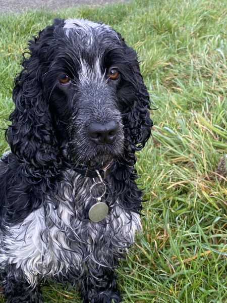 Are show cocker spaniels nice natured?