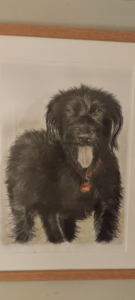 Pet portraits - brutally honest opinions needed 