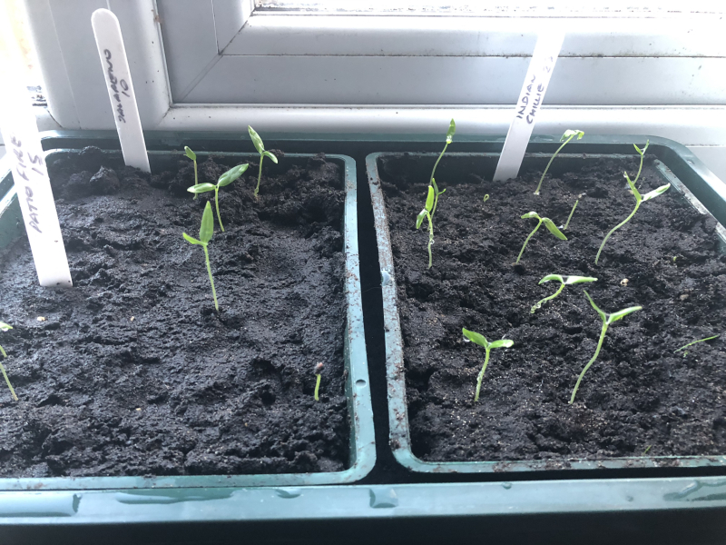 Chilli seedlings