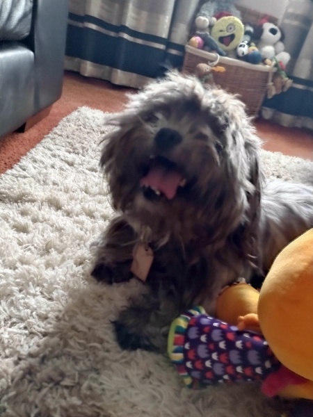 Anyone want to show me a photo of their dog ? 