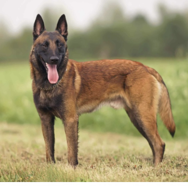 Tell me what you hate about having a dog 