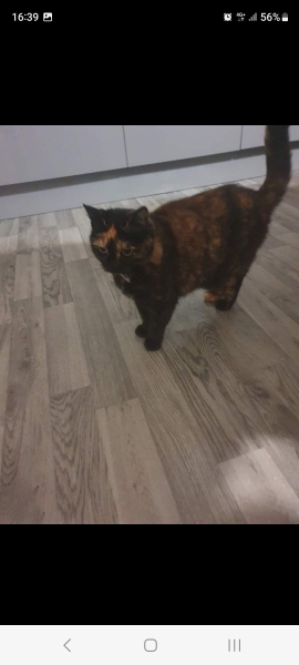 New cat