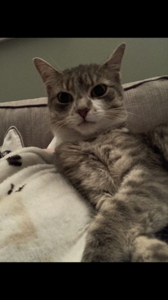 Can we have a cat photo thread ? I’m thinking of getting a cat 