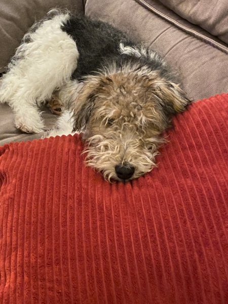 Anyone want to show me a photo of their dog ? 