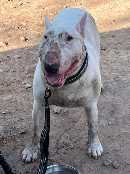 What can we do about dangerous dogs?