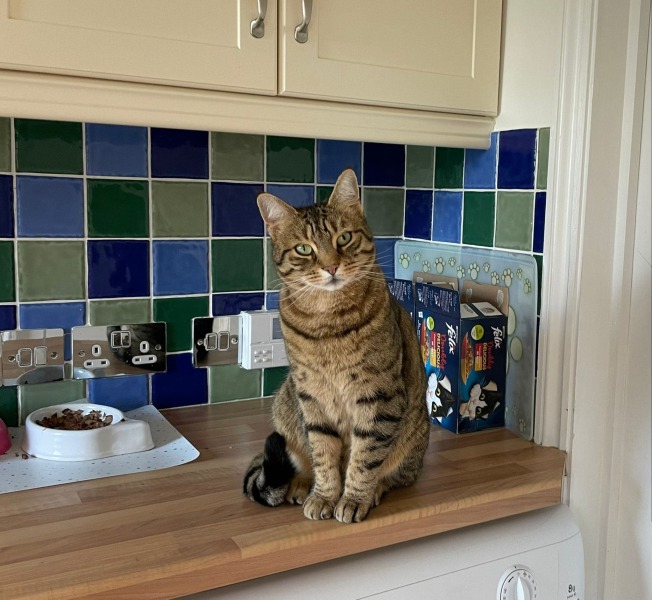 Can we have a cat photo thread ? I’m thinking of getting a cat 