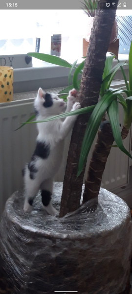 Can we have a cat photo thread ? I’m thinking of getting a cat 