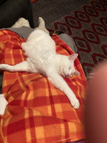 Can I lease just share this handsome boy? (Pure white with one green eye one blue!)