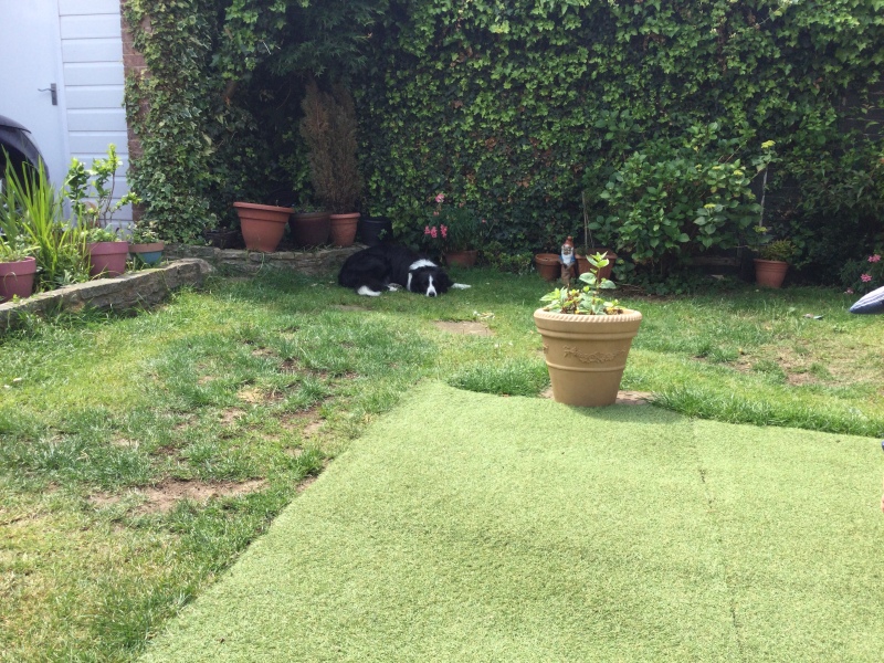Anyone laid artificial grass in their garden?