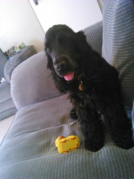 Are show cocker spaniels nice natured?