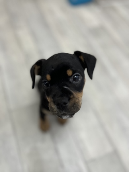 2023 puppy thread. 