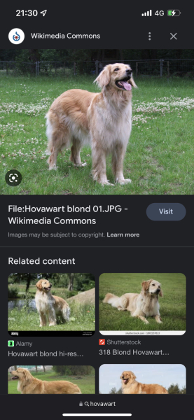 Can anybody tell me the breed of this dog?