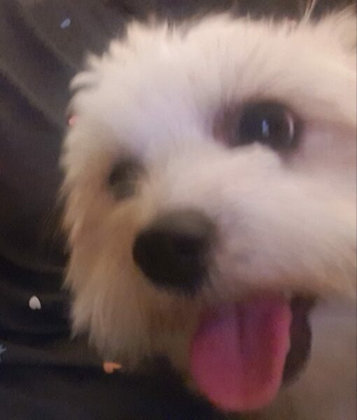 Maltese or Shih--tzu