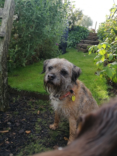 Dog limping... any advice please or any vets around?  