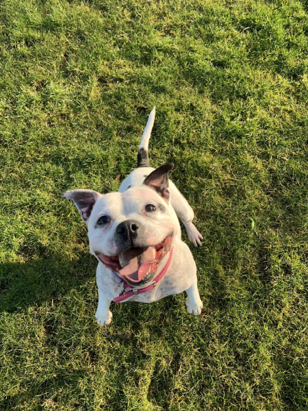 Anyone want to show me a photo of their dog ? 