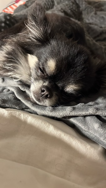 Anyone want to show me a photo of their dog ? 