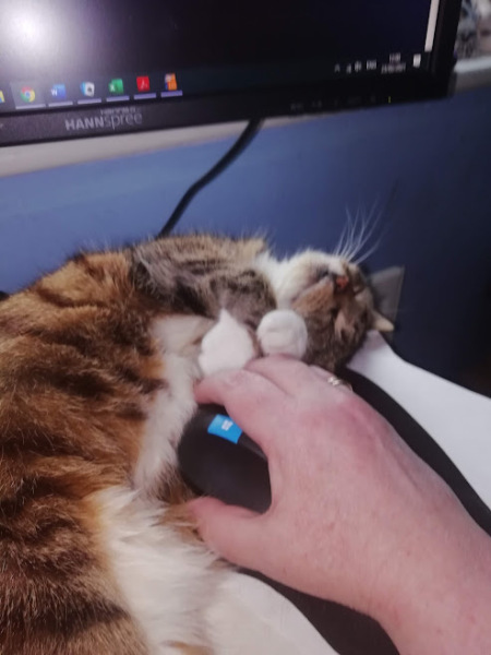 I think my cat is having a mid life crisis.