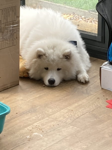 How much does your dog shed? I can't figure out how mine isn't bald by now.