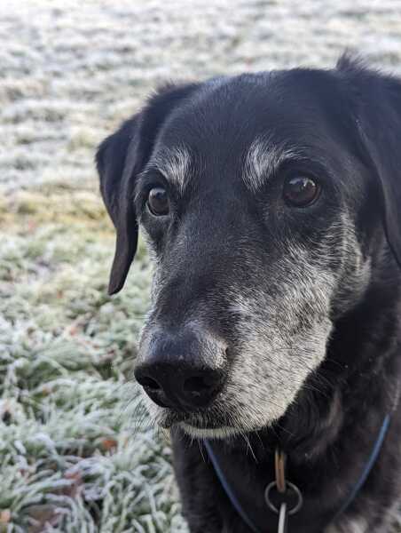 Anyone want to show me a photo of their dog ? 