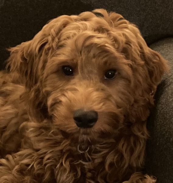 Puppy Survival Thread - as we approach Fireworks night for the first time…