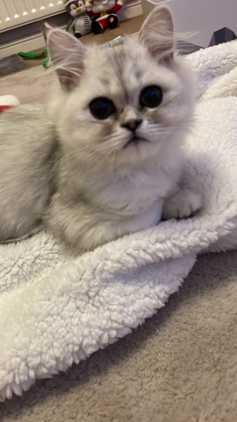 Hundreds of cats, thousands of cats, millions and billions and trillions of cats