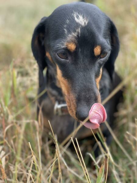 Anyone want to show me a photo of their dog ? 