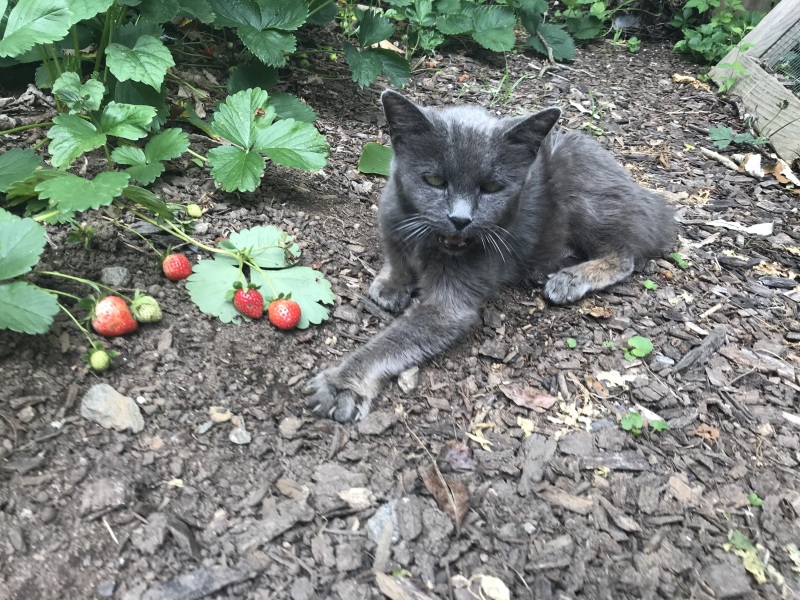 Can we have a cat photo thread ? I’m thinking of getting a cat 