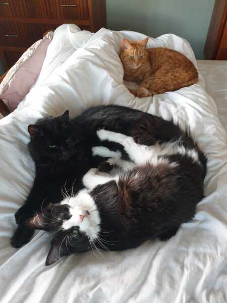 Surgical suit or cone of shame? 