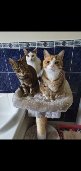 Can we have a cat photo thread ? I’m thinking of getting a cat 