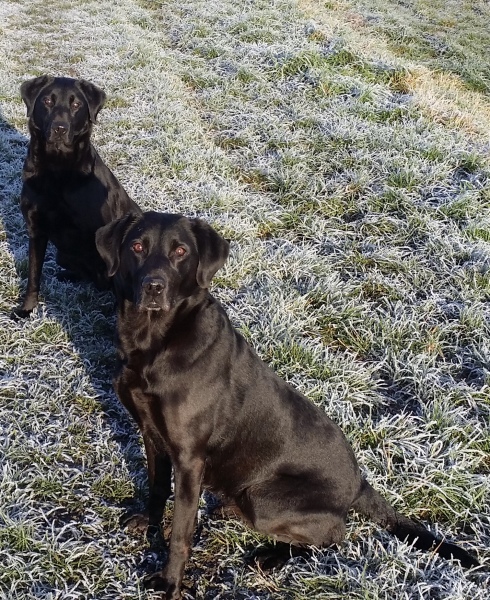 Am I underfeeding my lab?