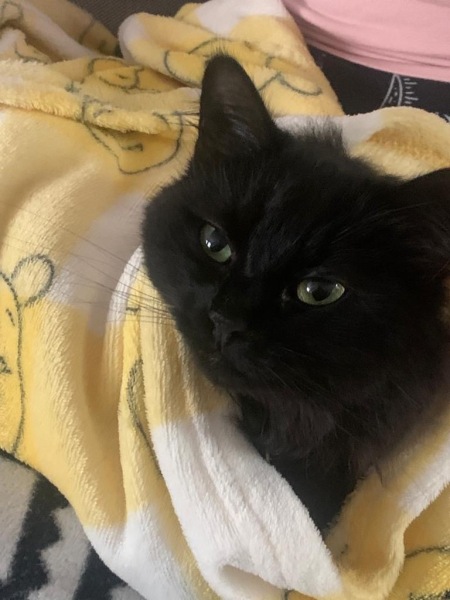 Can we have a cat photo thread ? I’m thinking of getting a cat 