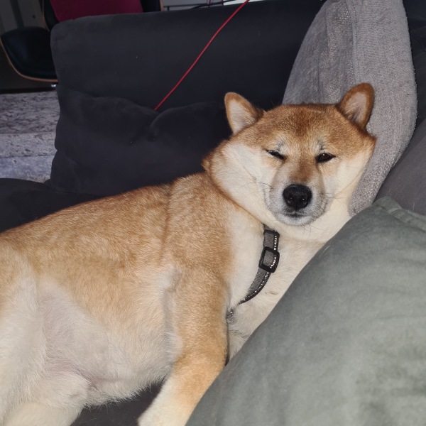 How much does your dog shed? I can't figure out how mine isn't bald by now.