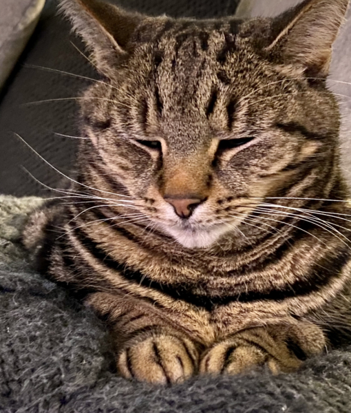 Can we have a cat photo thread ? I’m thinking of getting a cat 