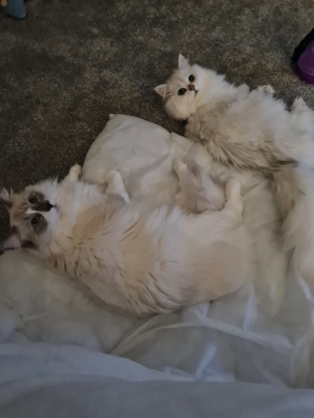 Hundreds of cats, thousands of cats, millions and billions and trillions of cats