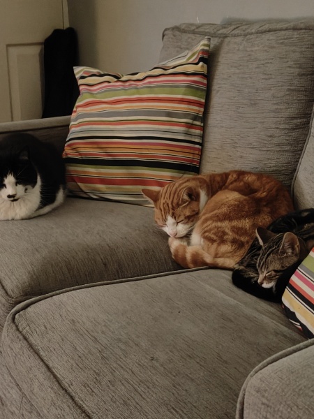 How many cats do you currently have?