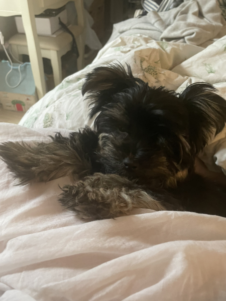 Anyone want to show me a photo of their dog ? 