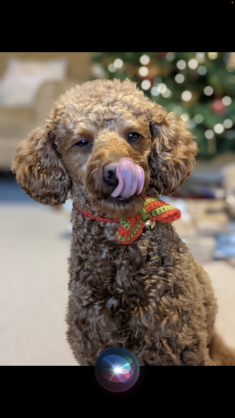 Anyone want to show me a photo of their dog ? 