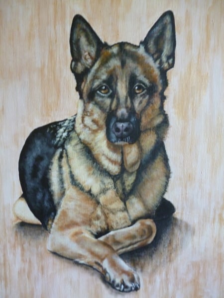 Pet portraits - brutally honest opinions needed 