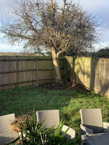 what tree is this